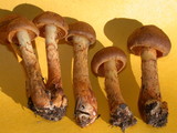 Dermocybe zakii image