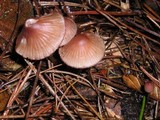 Mycena purpureofusca image