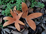 Chorioactis geaster image