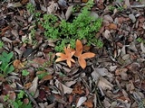 Chorioactis geaster image