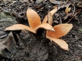 Chorioactis geaster image