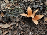 Chorioactis geaster image