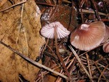 Mycena purpureofusca image