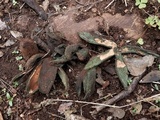 Chorioactis geaster image