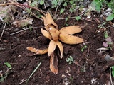 Chorioactis geaster image