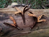 Chorioactis geaster image