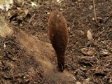 Chorioactis geaster image