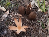 Chorioactis geaster image