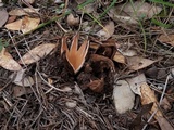 Chorioactis geaster image