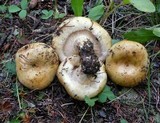Lactarius scrobiculatus image