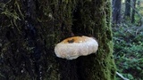 Fomitopsis mounceae image