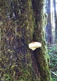 Fomitopsis mounceae image