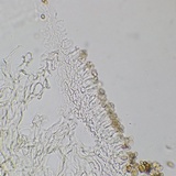 Meottomyces dissimulans image