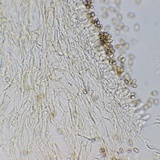 Meottomyces dissimulans image