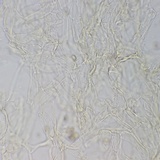 Meottomyces dissimulans image