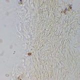 Meottomyces dissimulans image