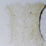 Meottomyces dissimulans image