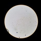 Meottomyces dissimulans image