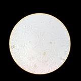 Meottomyces dissimulans image