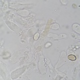 Meottomyces dissimulans image