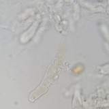 Meottomyces dissimulans image