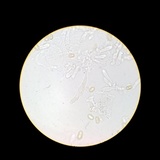 Meottomyces dissimulans image