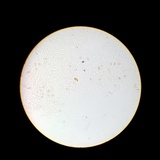 Meottomyces dissimulans image