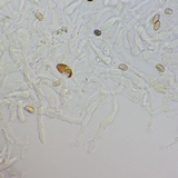 Meottomyces dissimulans image