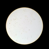 Meottomyces dissimulans image