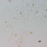 Meottomyces dissimulans image