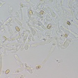 Meottomyces dissimulans image