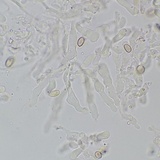 Meottomyces dissimulans image