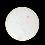 Meottomyces dissimulans image