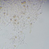 Meottomyces dissimulans image