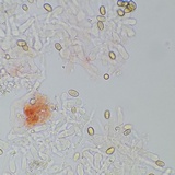 Meottomyces dissimulans image