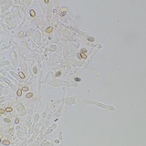 Meottomyces dissimulans image