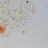 Meottomyces dissimulans image