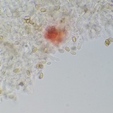Meottomyces dissimulans image