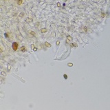 Meottomyces dissimulans image