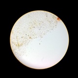 Meottomyces dissimulans image