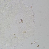 Meottomyces dissimulans image