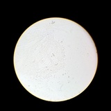 Meottomyces dissimulans image