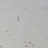 Meottomyces dissimulans image