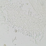 Meottomyces dissimulans image
