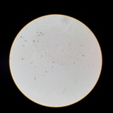 Meottomyces dissimulans image