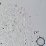 Meottomyces dissimulans image