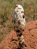 Podaxis pistillaris image