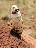 Podaxis pistillaris image