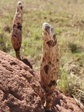Podaxis pistillaris image