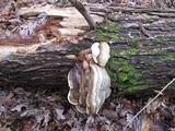 Fomitopsis ochracea image